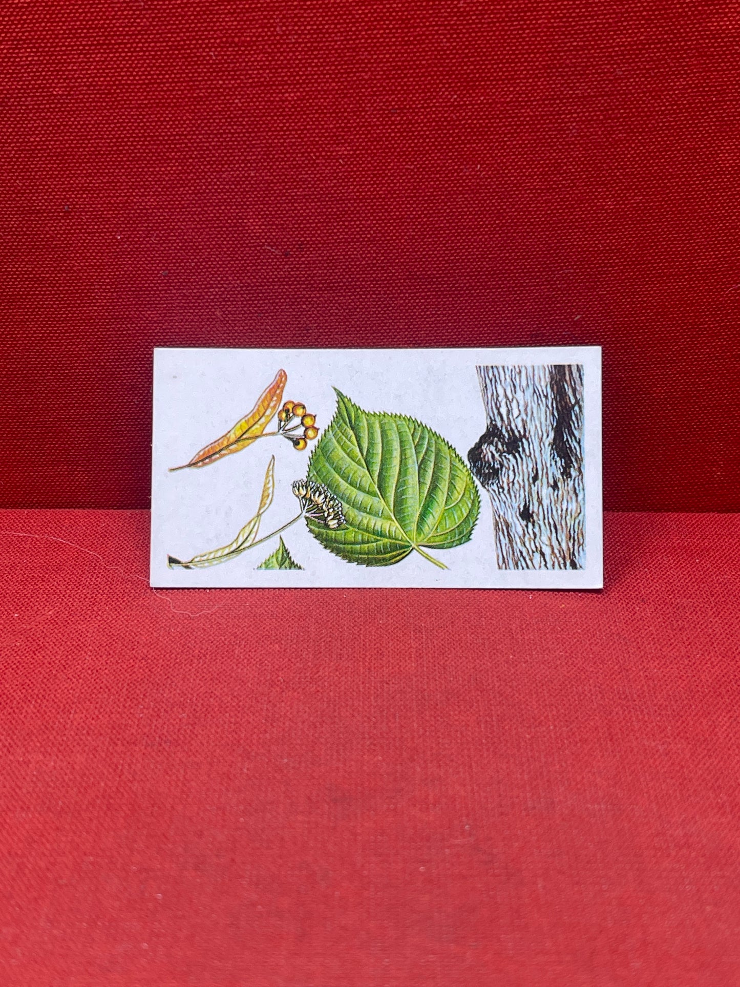 Brooke Bond Tea Collectors Cards Trees In Britain 1966
