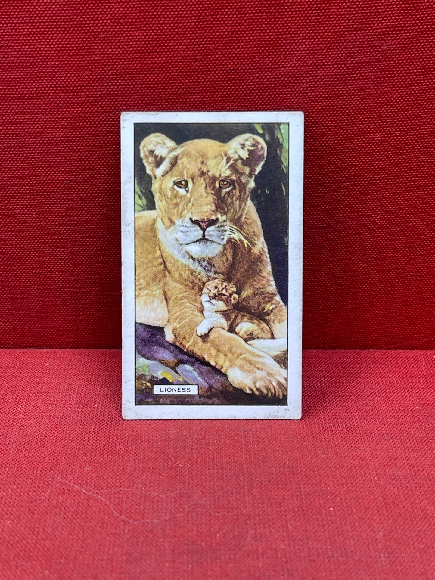Gallaher `Ltd Cigarette Cards Wild Animals 1937