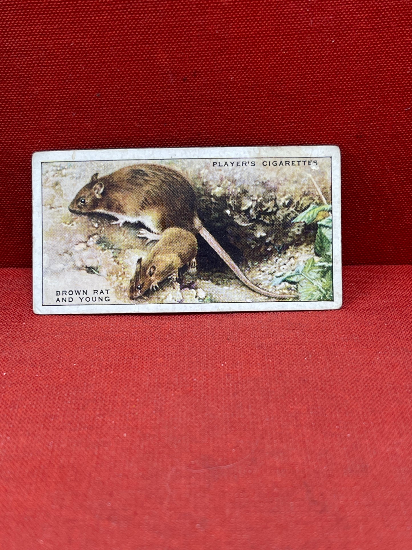 John Player & Sons Animals of the Countryside