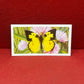 Brooke Bond Tea Butterflies of the World Trading Cards 1964