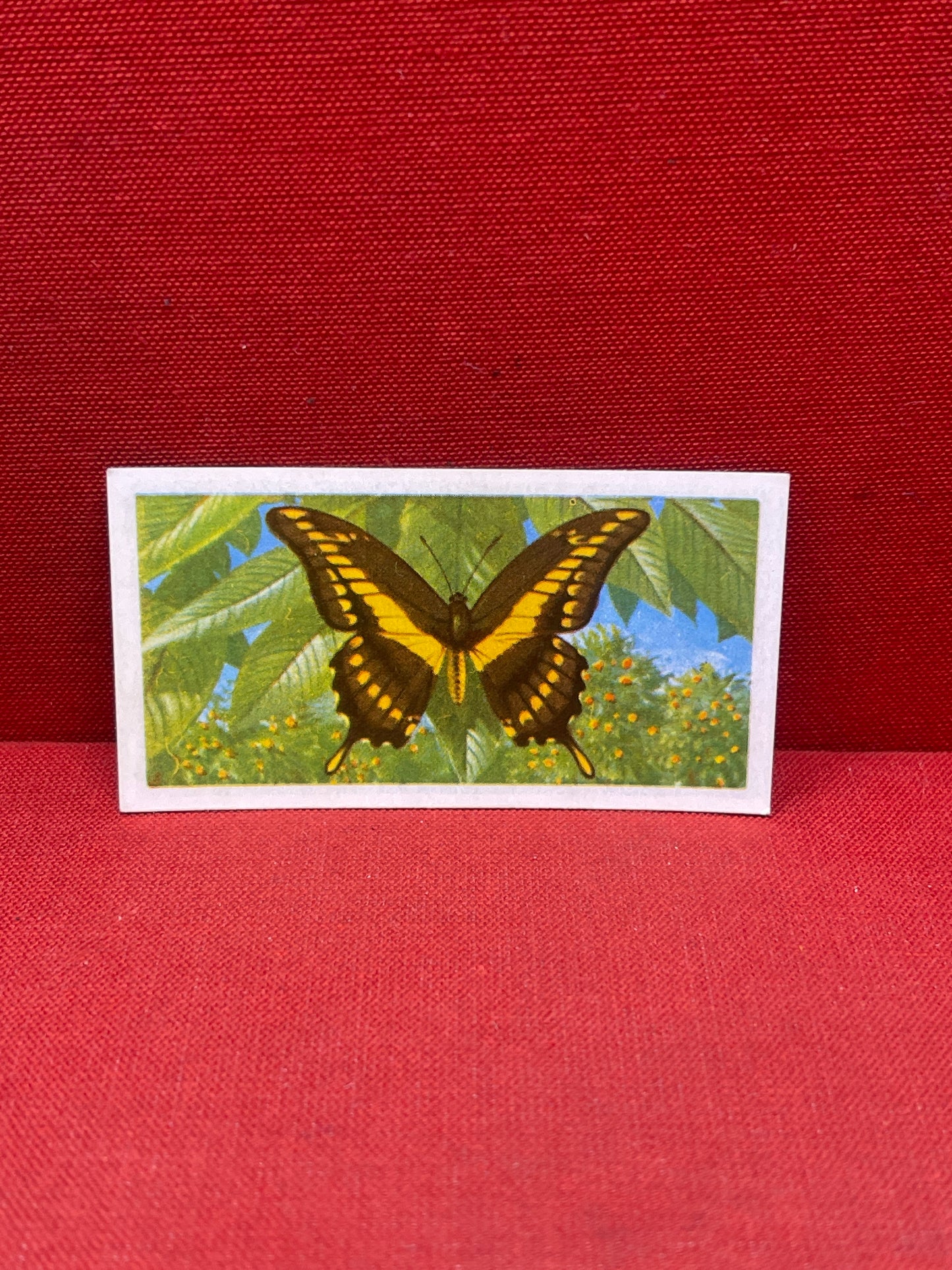 Brooke Bond Tea Butterflies of the World Trading Cards 1964