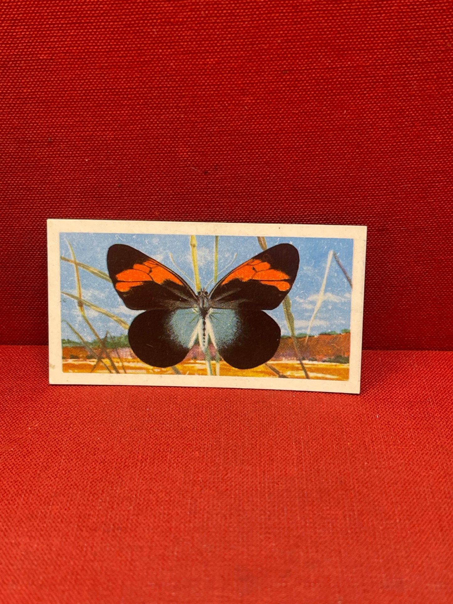 Brooke Bond Tea Butterflies of the World Trading Cards 1964