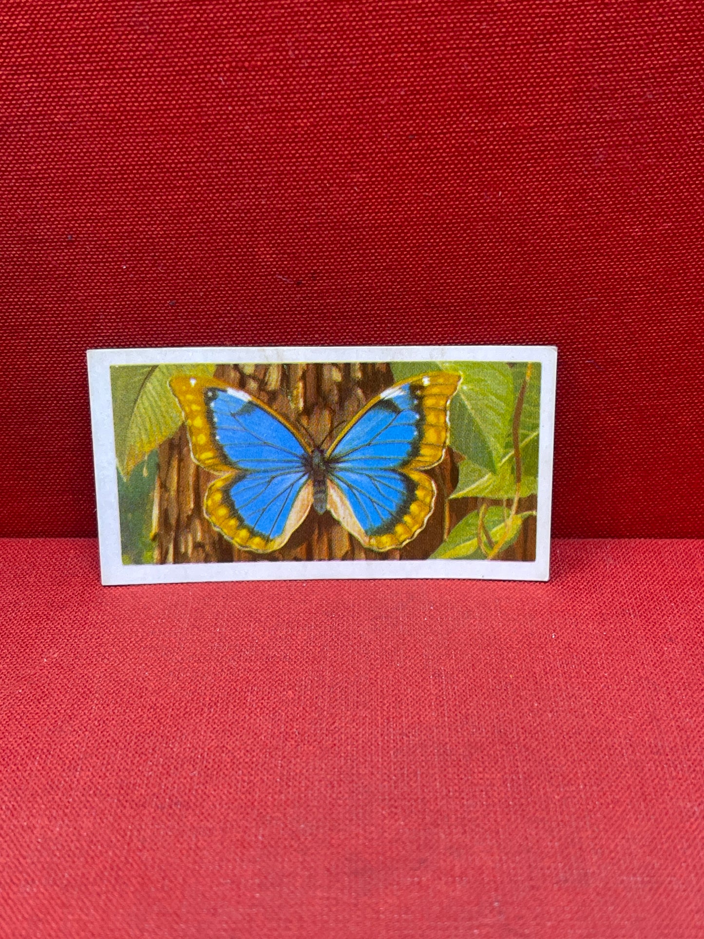 Brooke Bond Tea Butterflies of the World Trading Cards 1964