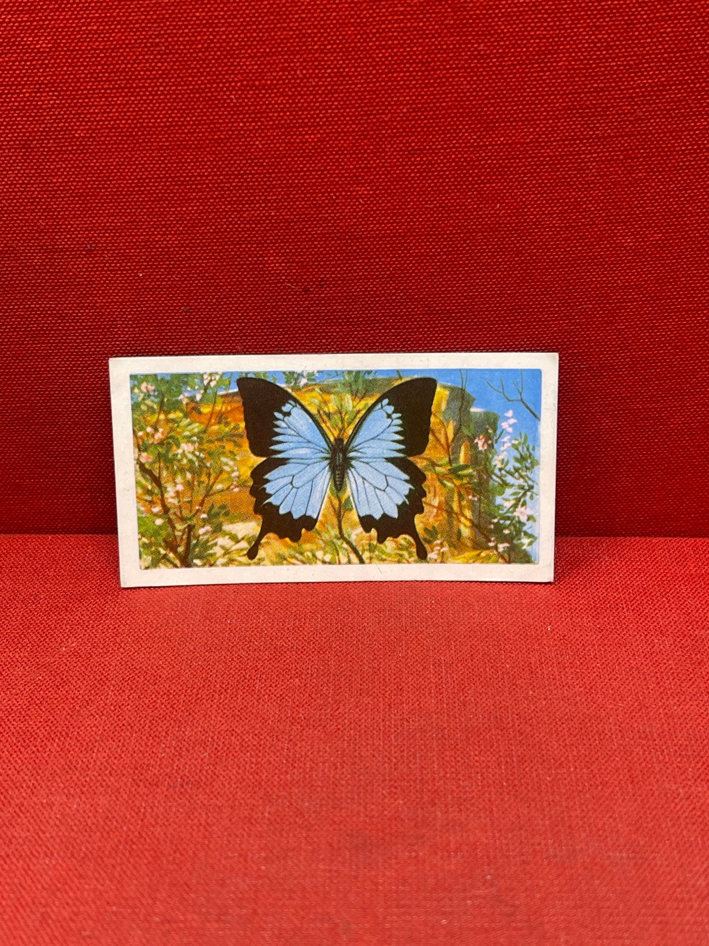 Brooke Bond Tea Butterflies of the World Trading Cards 1964