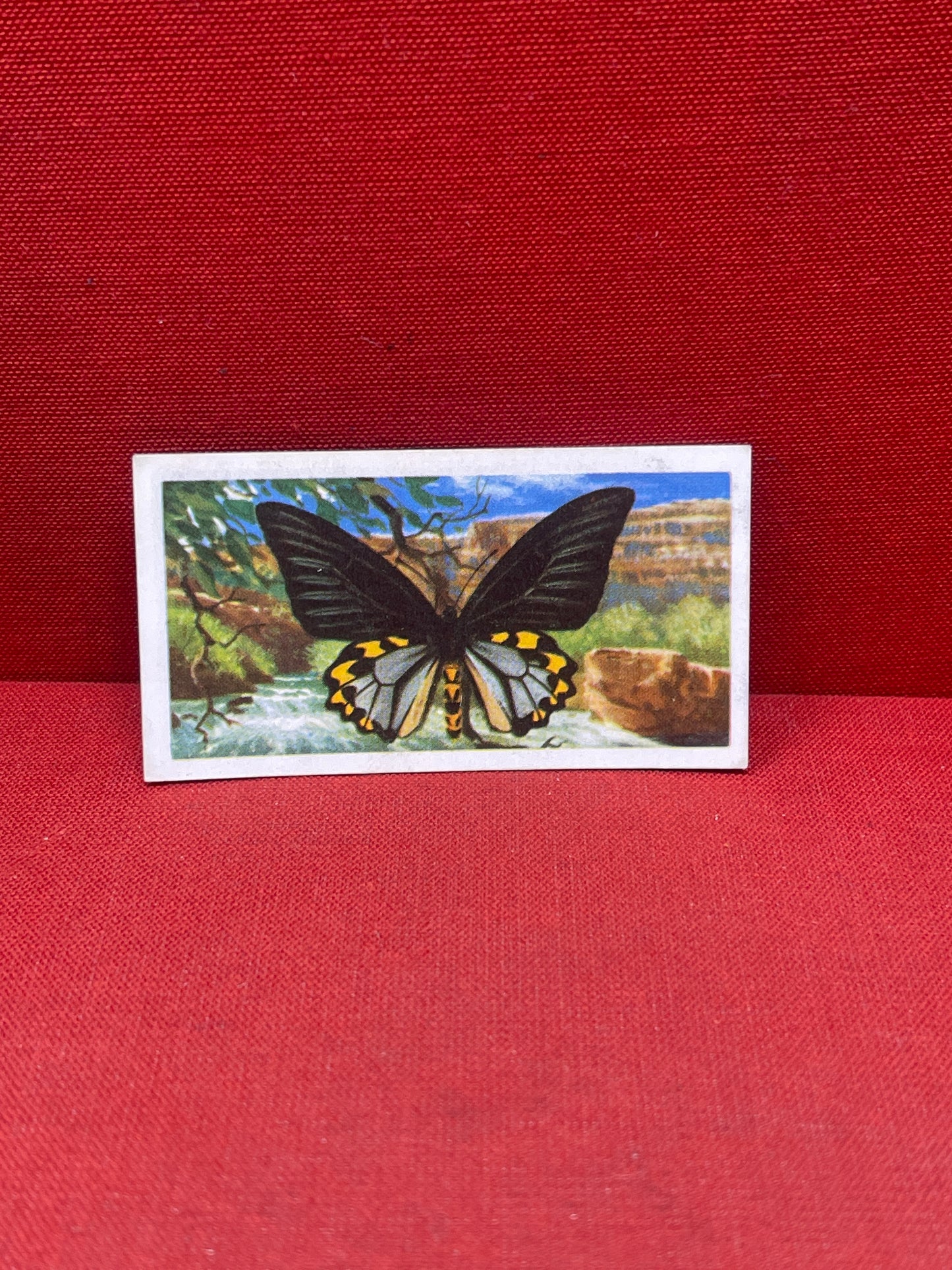 Brooke Bond Tea Butterflies of the World Trading Cards 1964