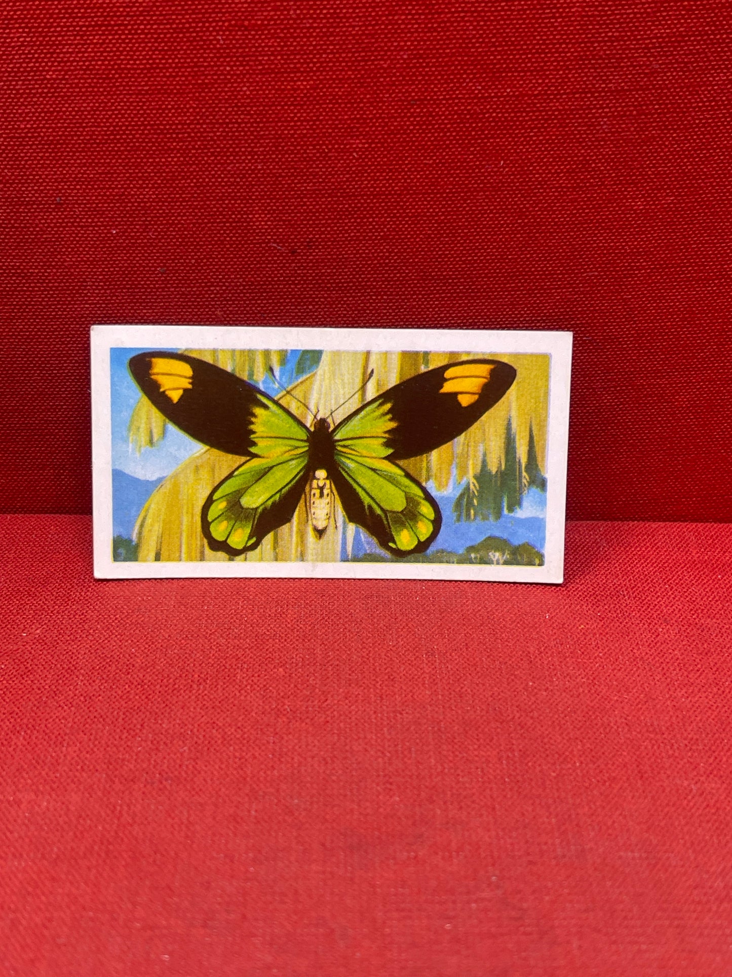 Brooke Bond Tea Butterflies of the World Trading Cards 1964