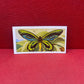 Brooke Bond Tea Butterflies of the World Trading Cards 1964