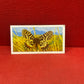 Brooke Bond Tea Butterflies of the World Trading Cards 1964