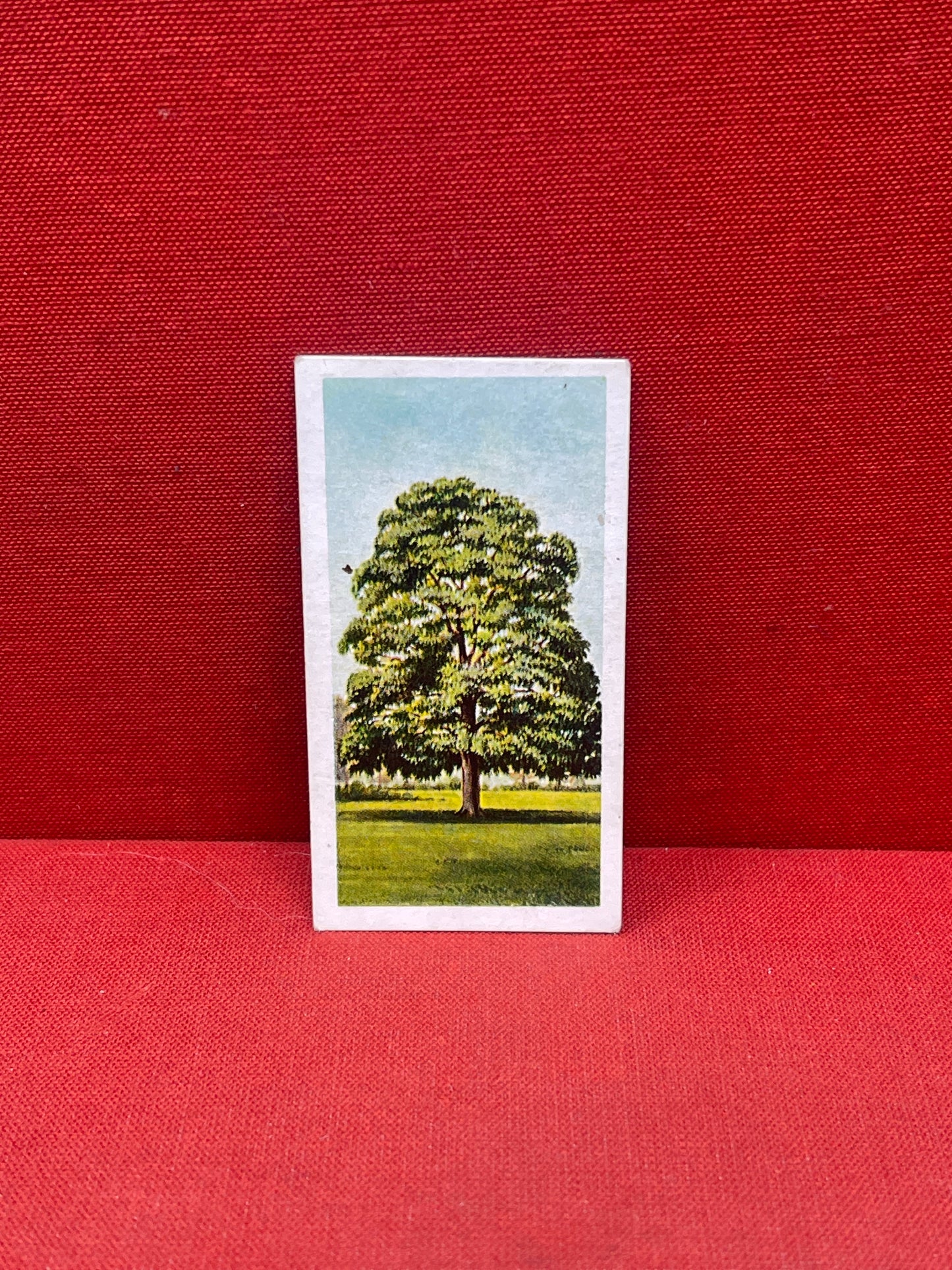 Brooke Bond Tea Collectors Cards Trees In Britain 1966