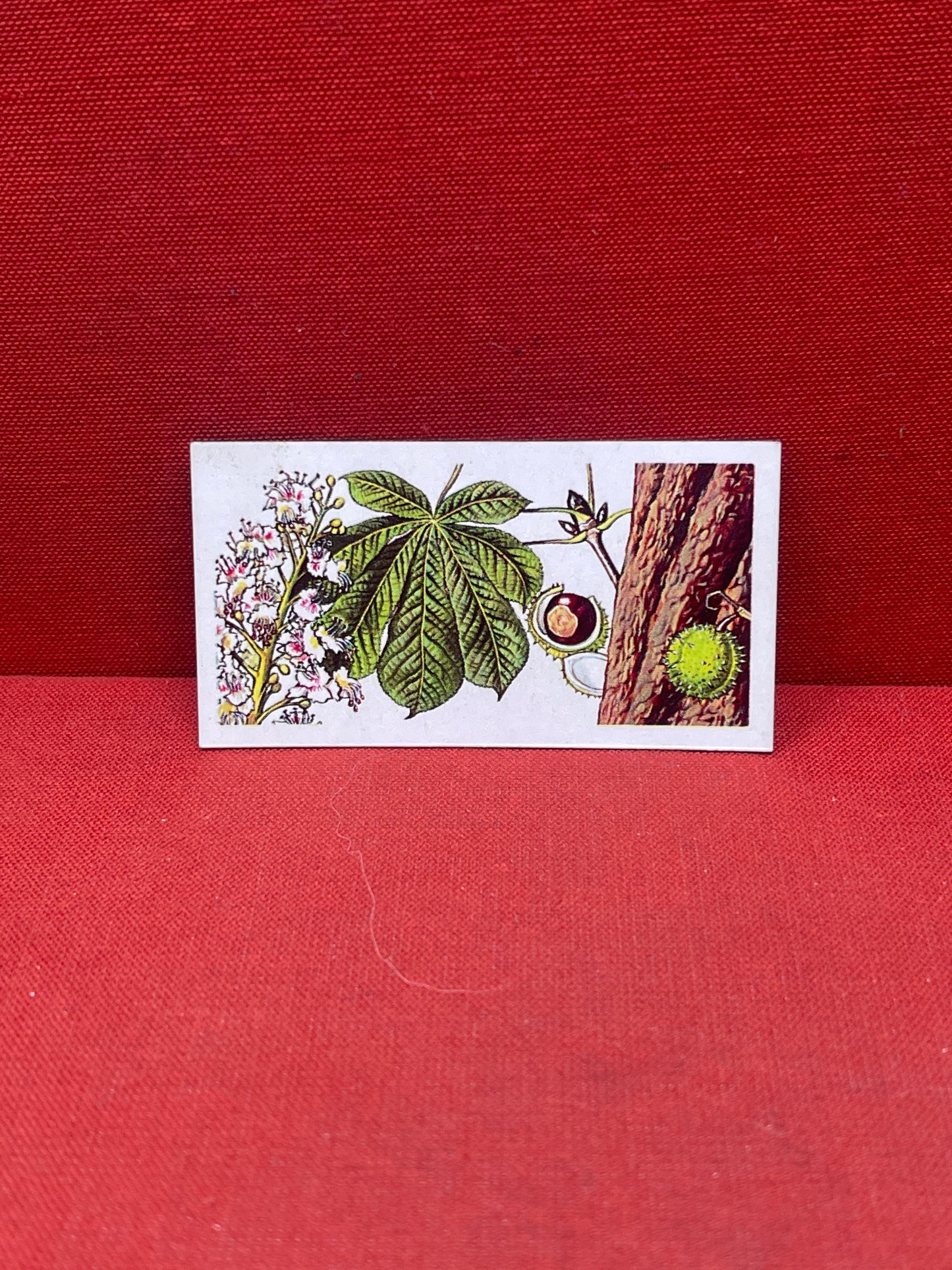 Brooke Bond Tea Collectors Cards Trees In Britain 1966