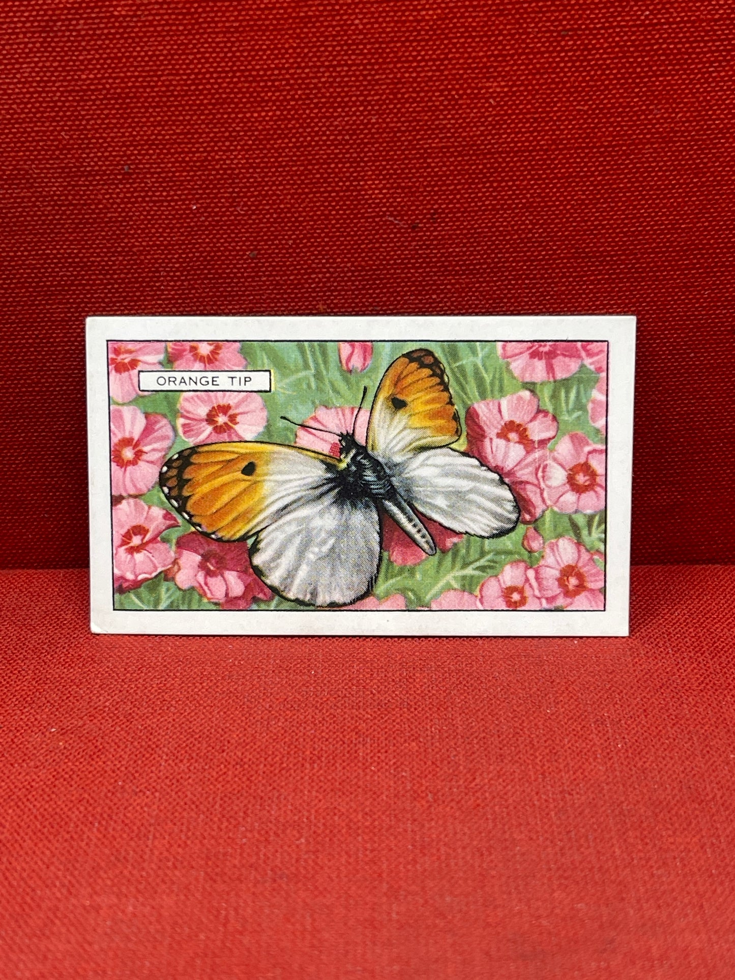 Gallaher Ltd Butterflies and Moths Cigarette Cards 1938