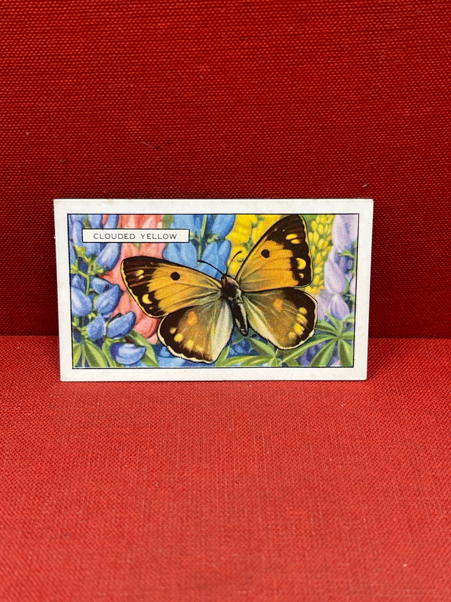 Gallaher Ltd Butterflies and Moths Cigarette Cards 1938