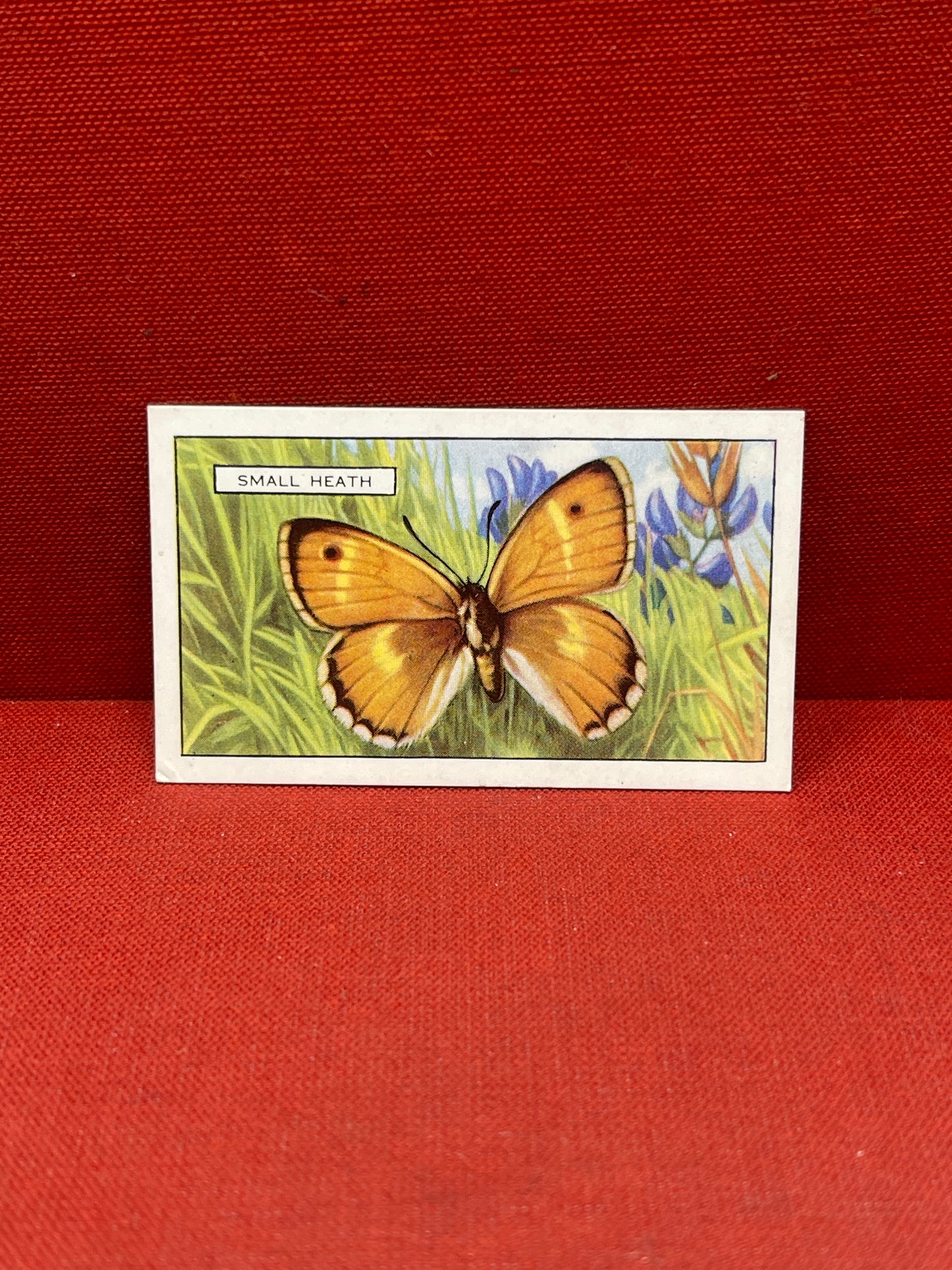 Gallaher Ltd Butterflies and Moths Cigarette Cards 1938