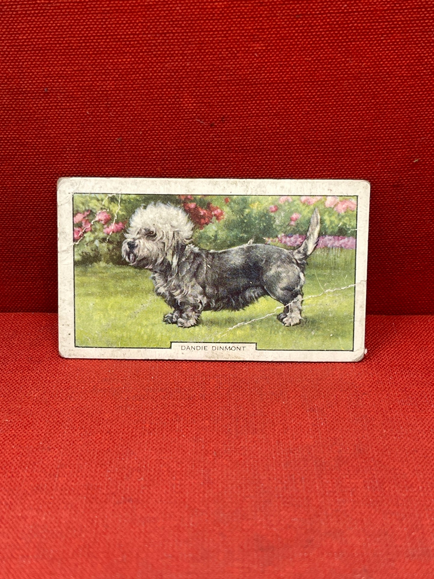 Gallaher Ltd Dogs 2nd Series Cigarette Cards 1938