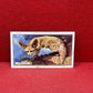 Gallaher `Ltd Cigarette Cards Wild Animals 1937