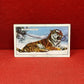 Gallaher `Ltd Cigarette Cards Wild Animals 1937