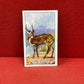 Gallaher `Ltd Cigarette Cards Wild Animals 1937