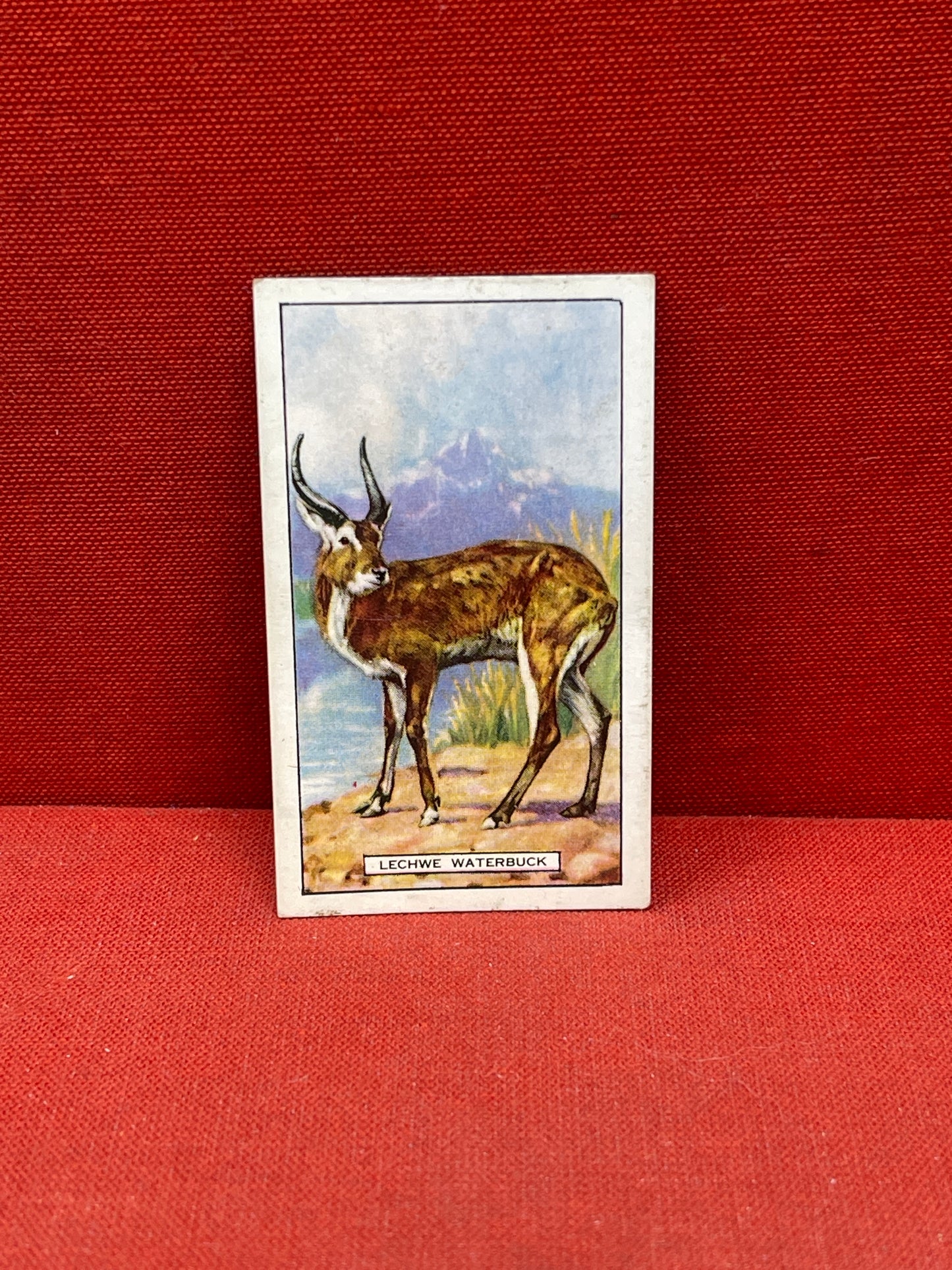 Gallaher `Ltd Cigarette Cards Wild Animals 1937