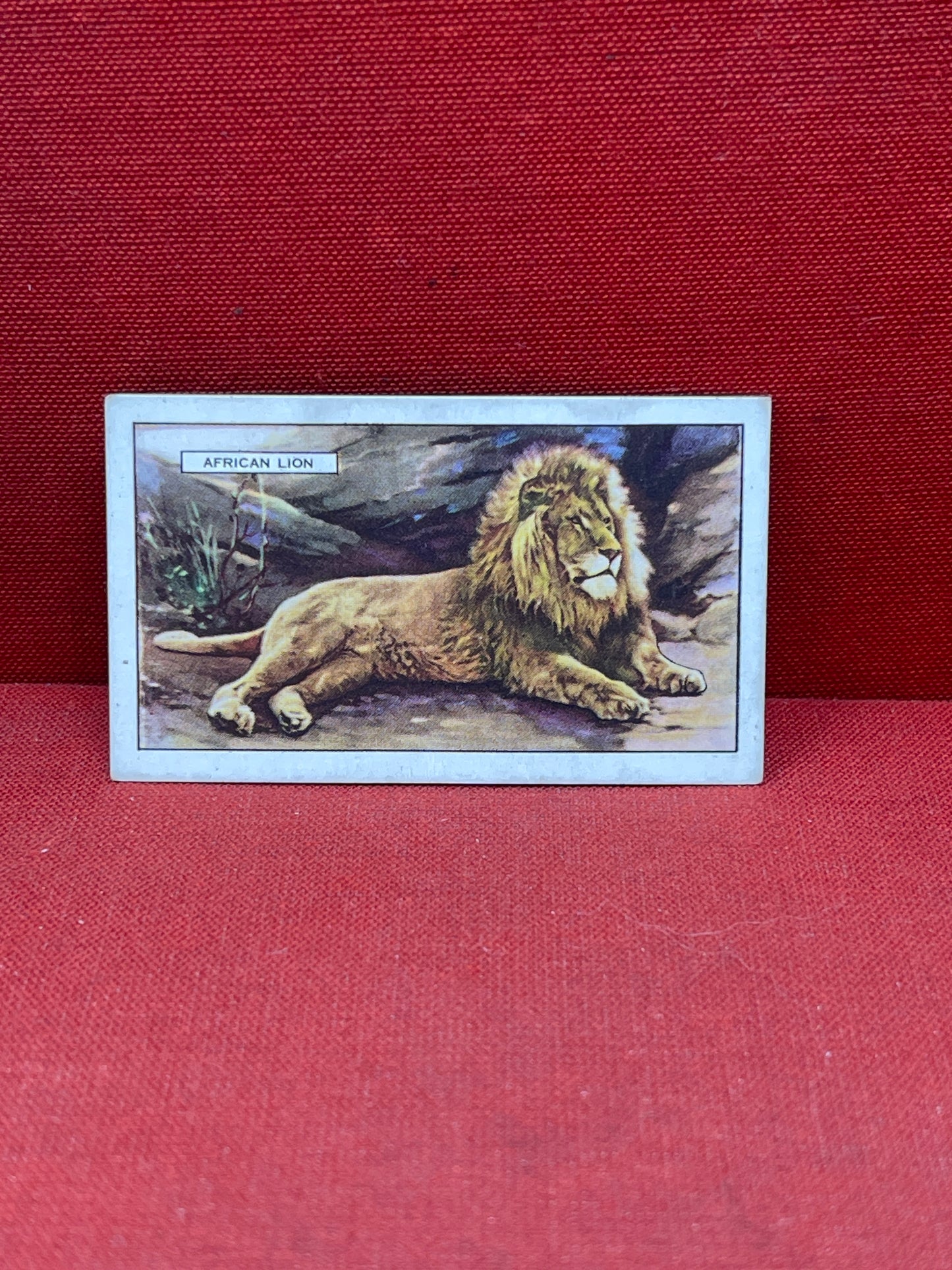 Gallaher `Ltd Cigarette Cards Wild Animals 1937