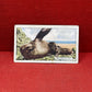 Gallaher `Ltd Cigarette Cards Wild Animals 1937