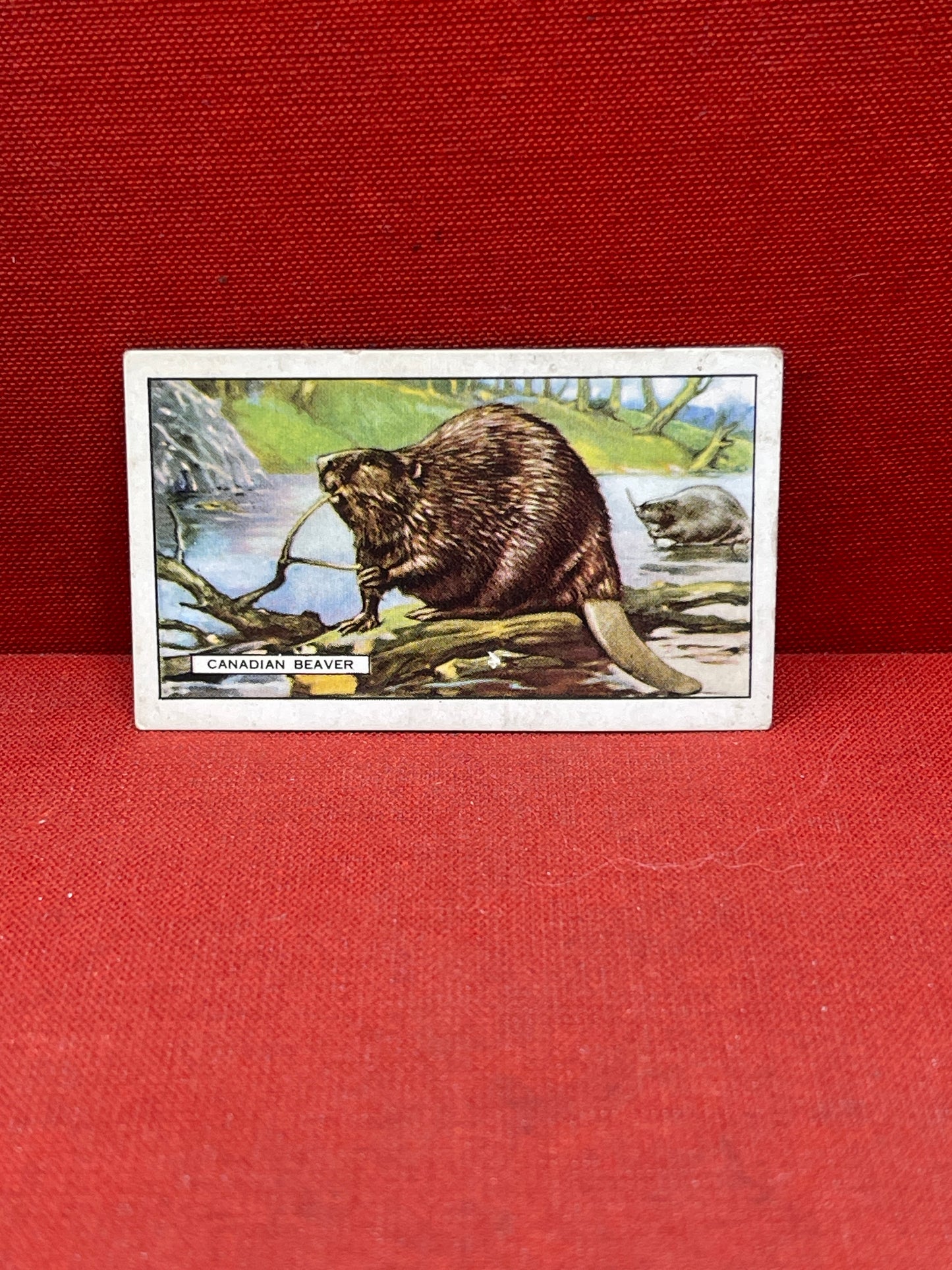 Gallaher `Ltd Cigarette Cards Wild Animals 1937