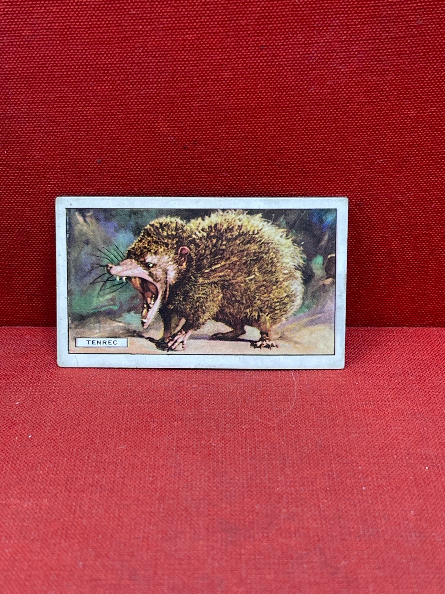 Gallaher `Ltd Cigarette Cards Wild Animals 1937