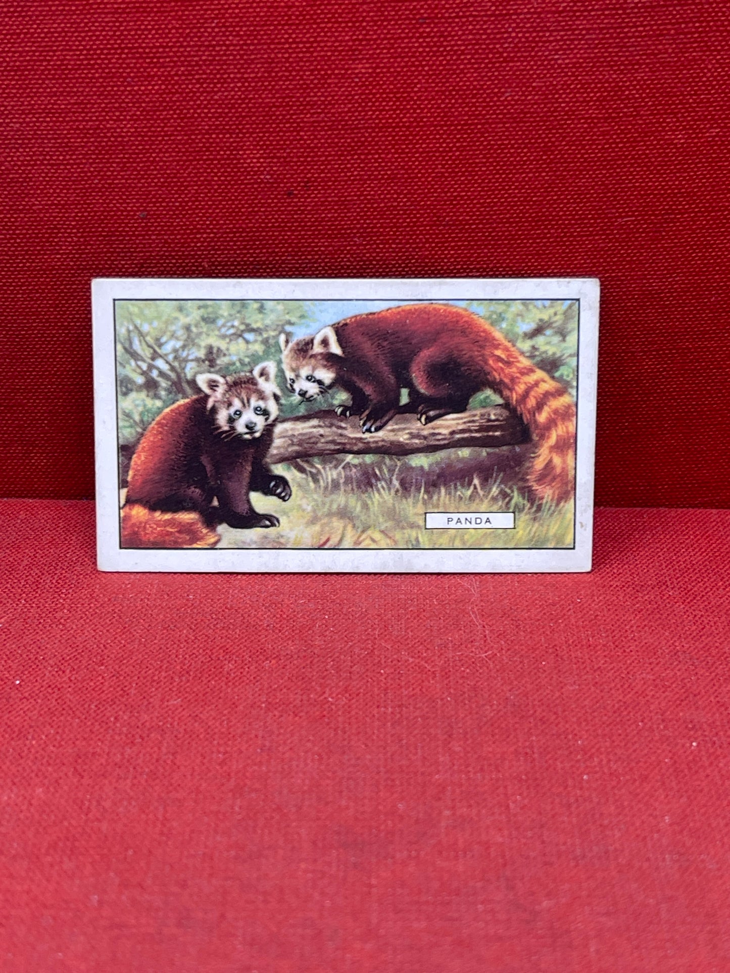 Gallaher `Ltd Cigarette Cards Wild Animals