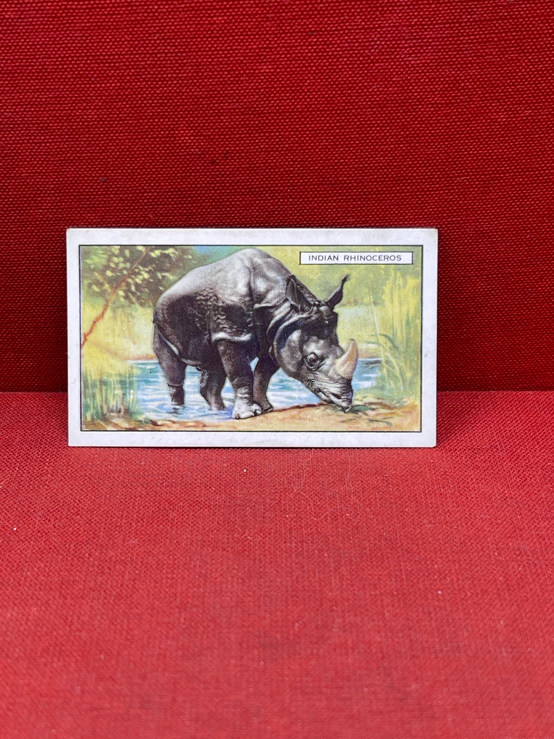 Gallaher `Ltd Cigarette Cards Wild Animals