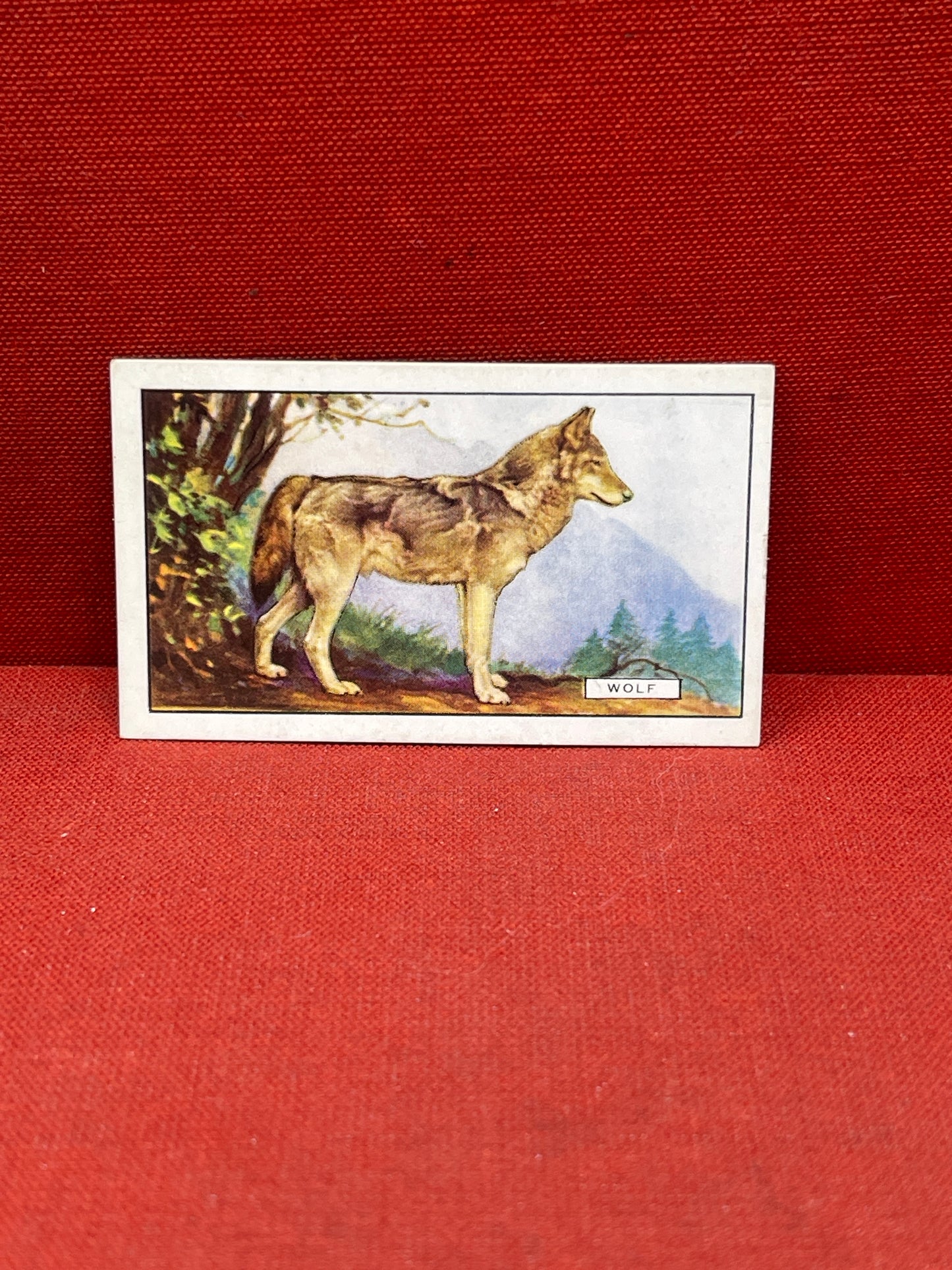 Gallaher `Ltd Cigarette Cards Wild Animals