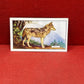 Gallaher `Ltd Cigarette Cards Wild Animals 1937