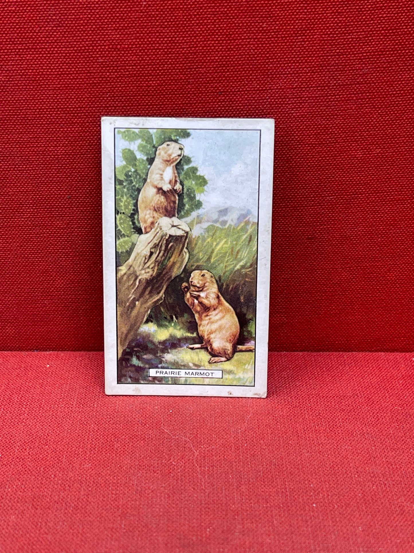 Gallaher `Ltd Cigarette Cards Wild Animals 1937