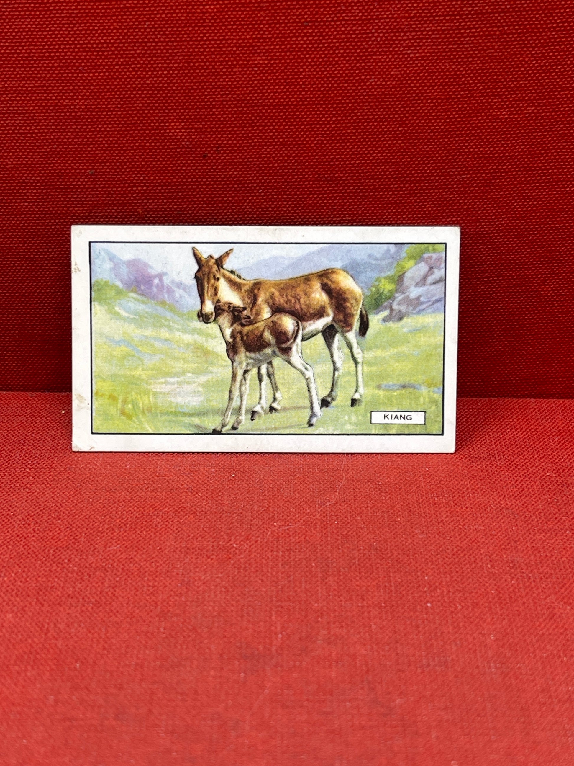 Gallaher `Ltd Cigarette Cards Wild Animals