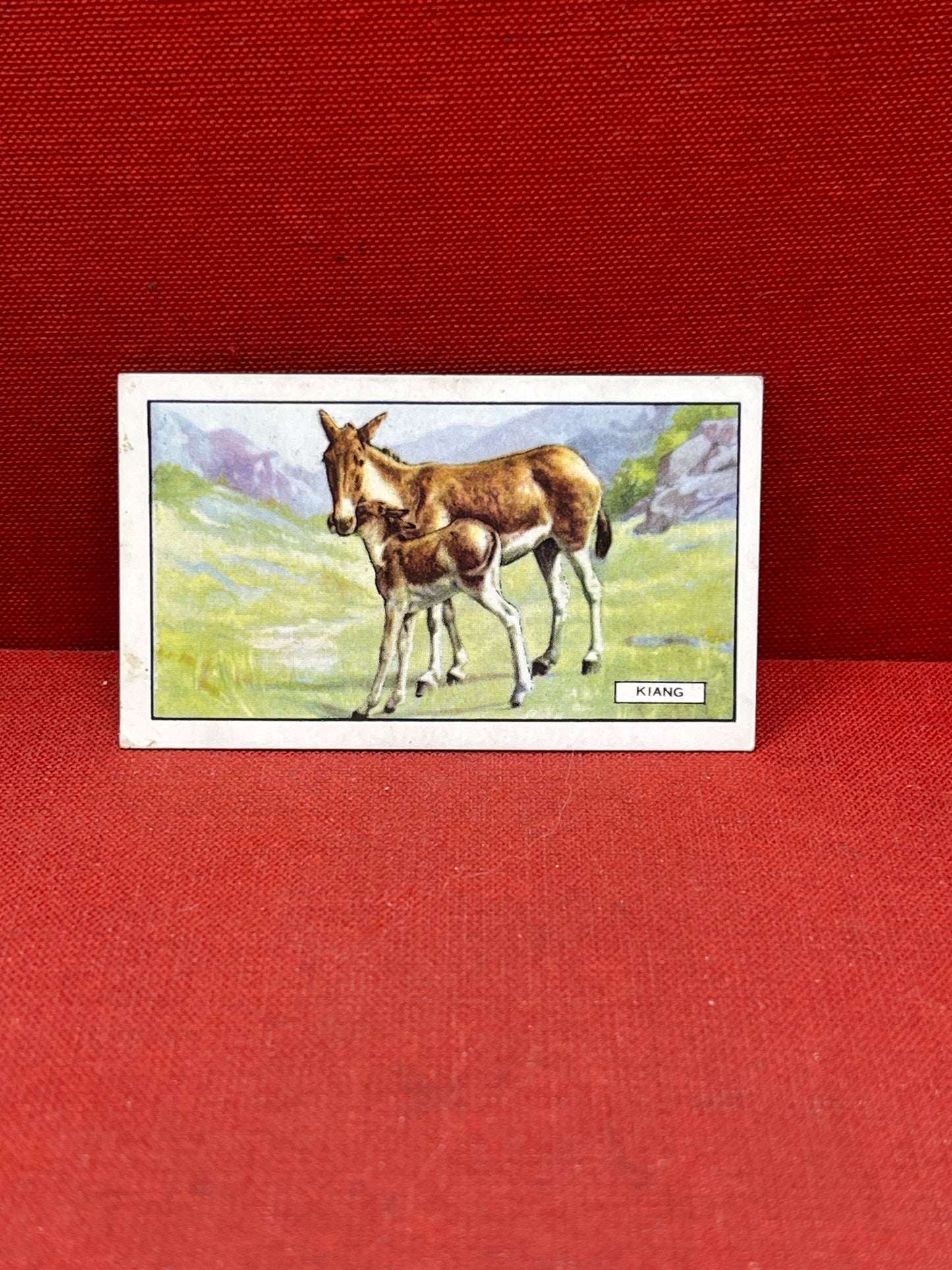 Gallaher `Ltd Cigarette Cards Wild Animals 1937