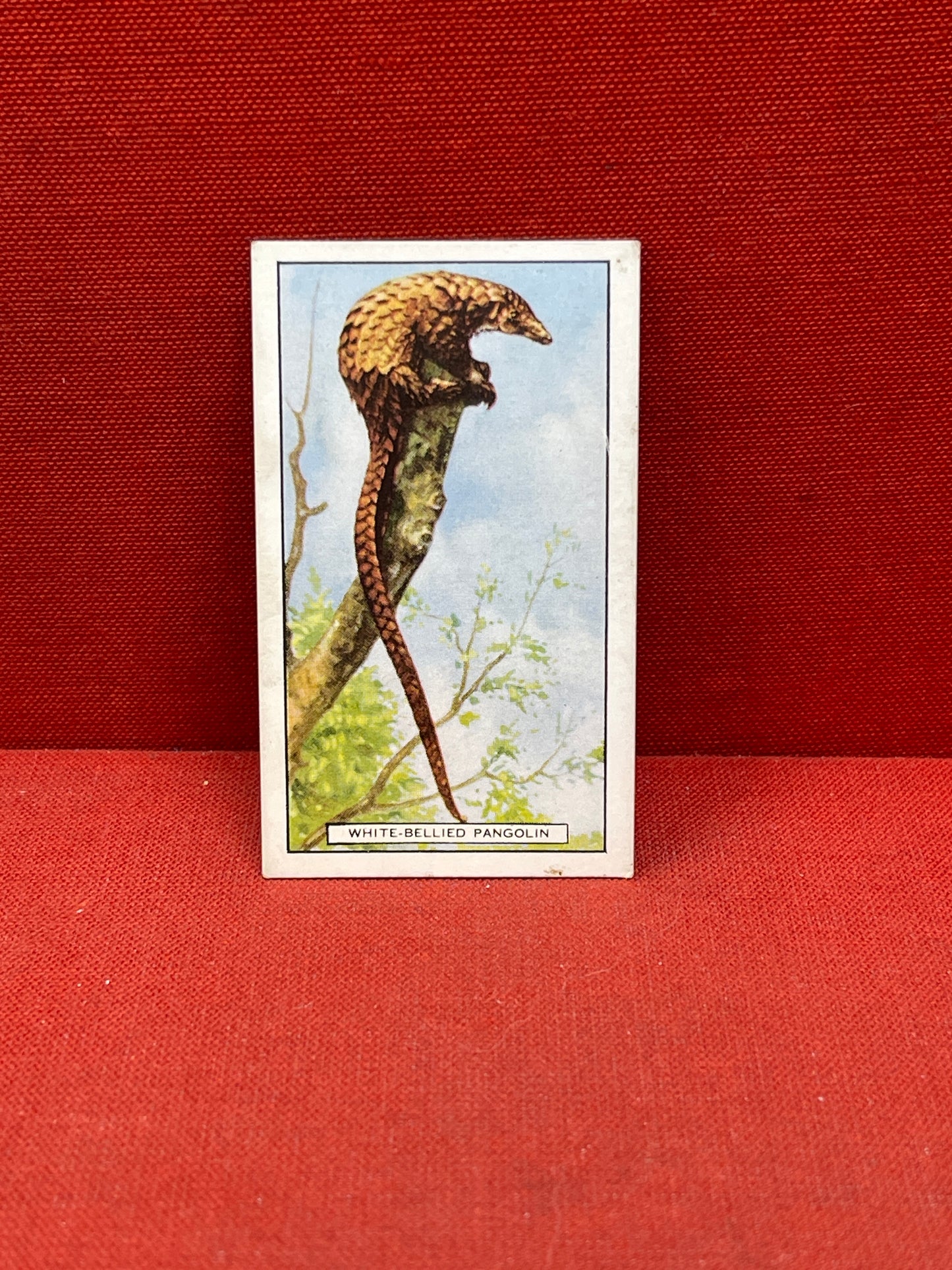 Gallaher `Ltd Cigarette Cards Wild Animals 1937