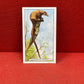 Gallaher `Ltd Cigarette Cards Wild Animals