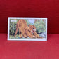 Gallaher `Ltd Cigarette Cards Wild Animals 1937