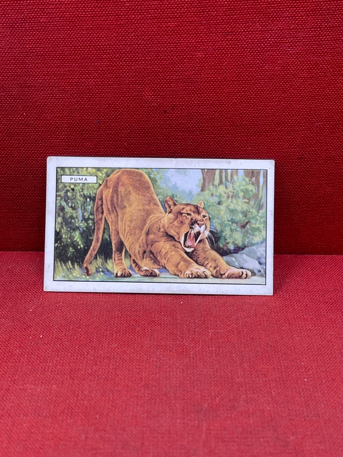 Gallaher `Ltd Cigarette Cards Wild Animals 1937