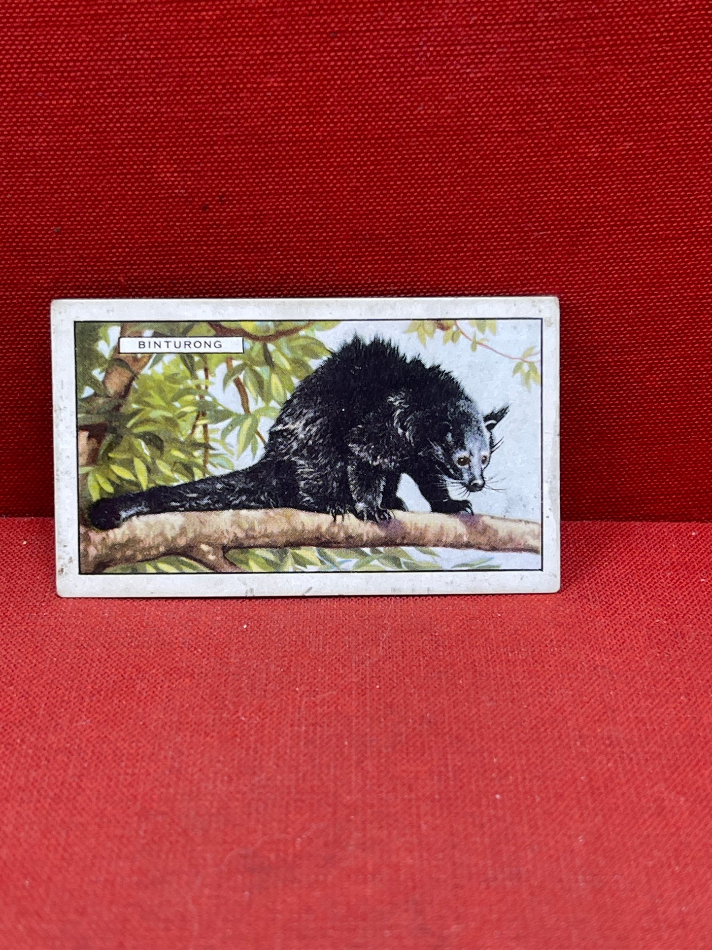 Gallaher `Ltd Cigarette Cards Wild Animals