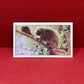 Gallaher `Ltd Cigarette Cards Wild Animals 1937