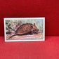 Gallaher `Ltd Cigarette Cards Wild Animals