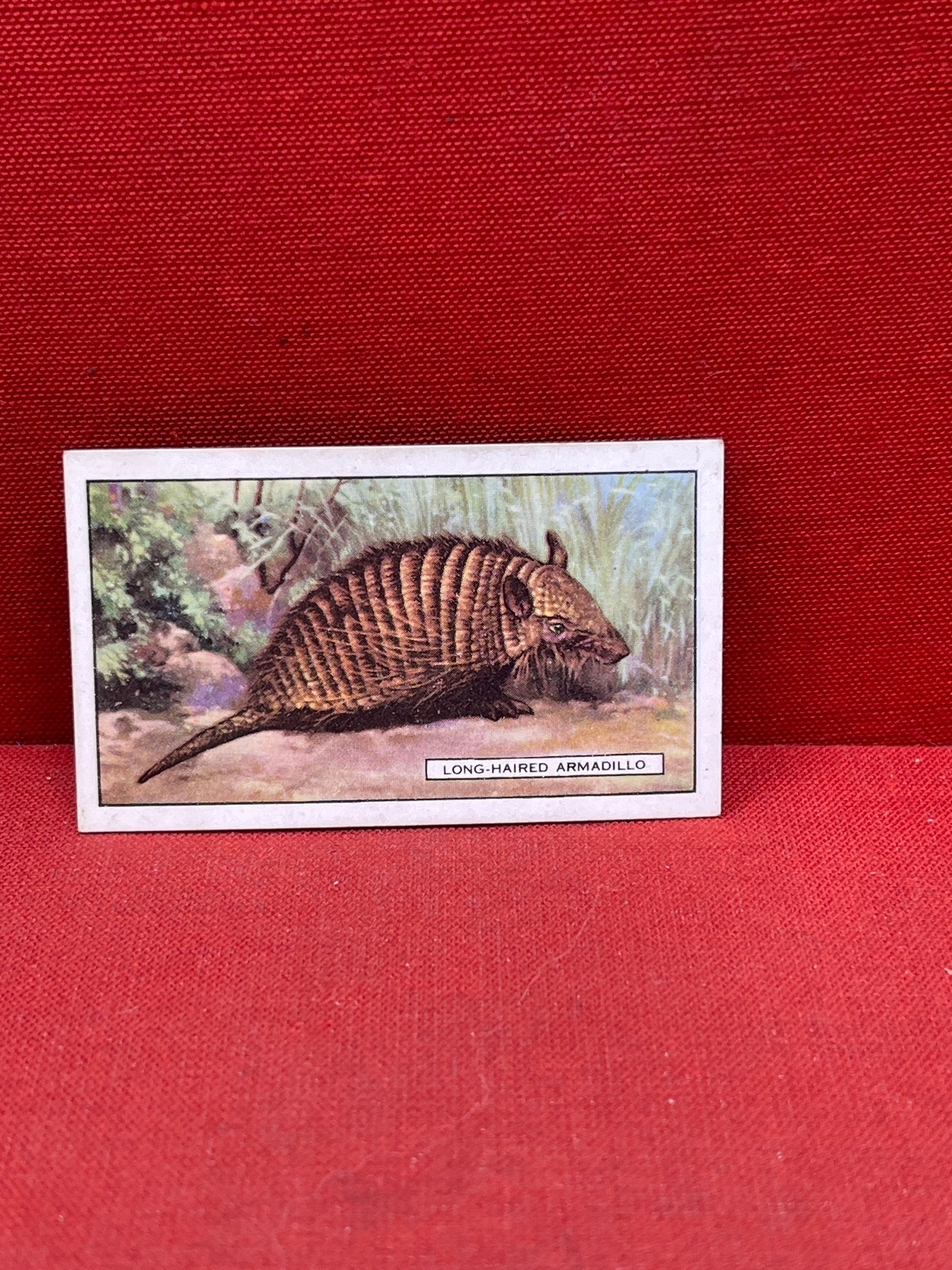 Gallaher `Ltd Cigarette Cards Wild Animals