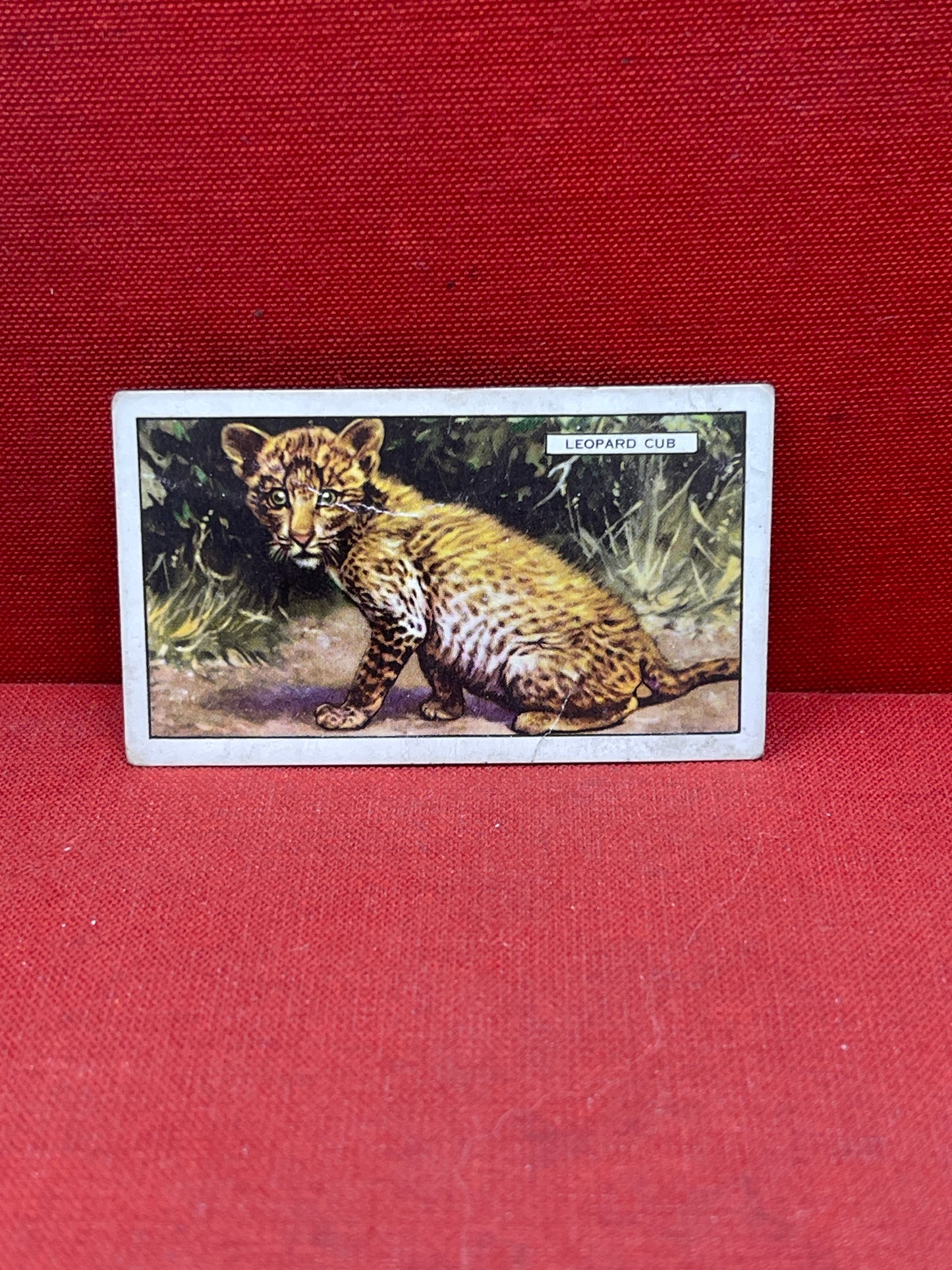 Gallaher `Ltd Cigarette Cards Wild Animals