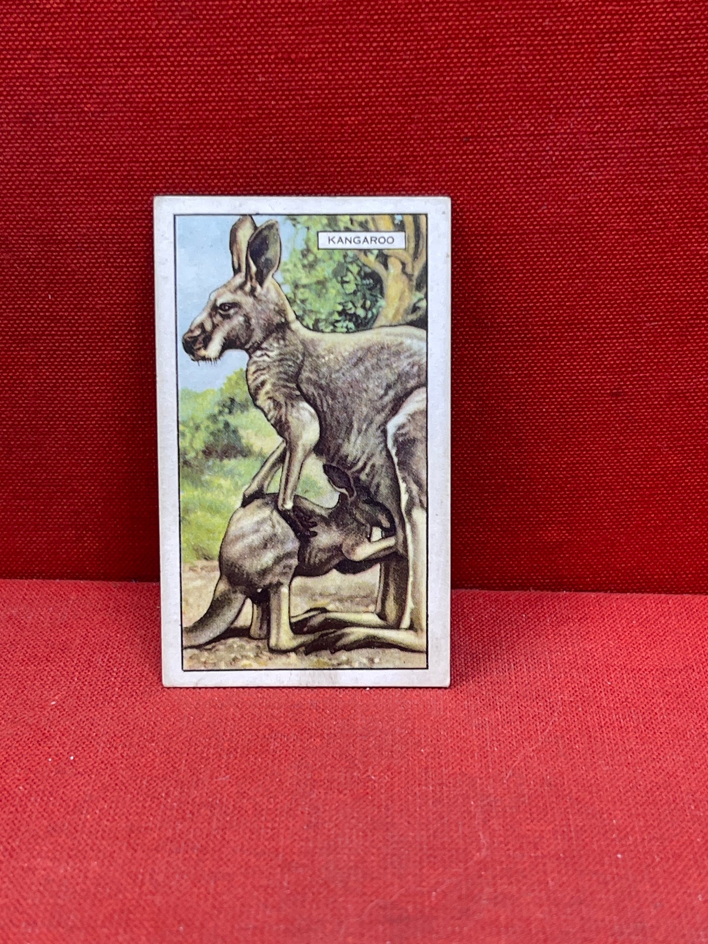 Gallaher `Ltd Cigarette Cards Wild Animals 1937