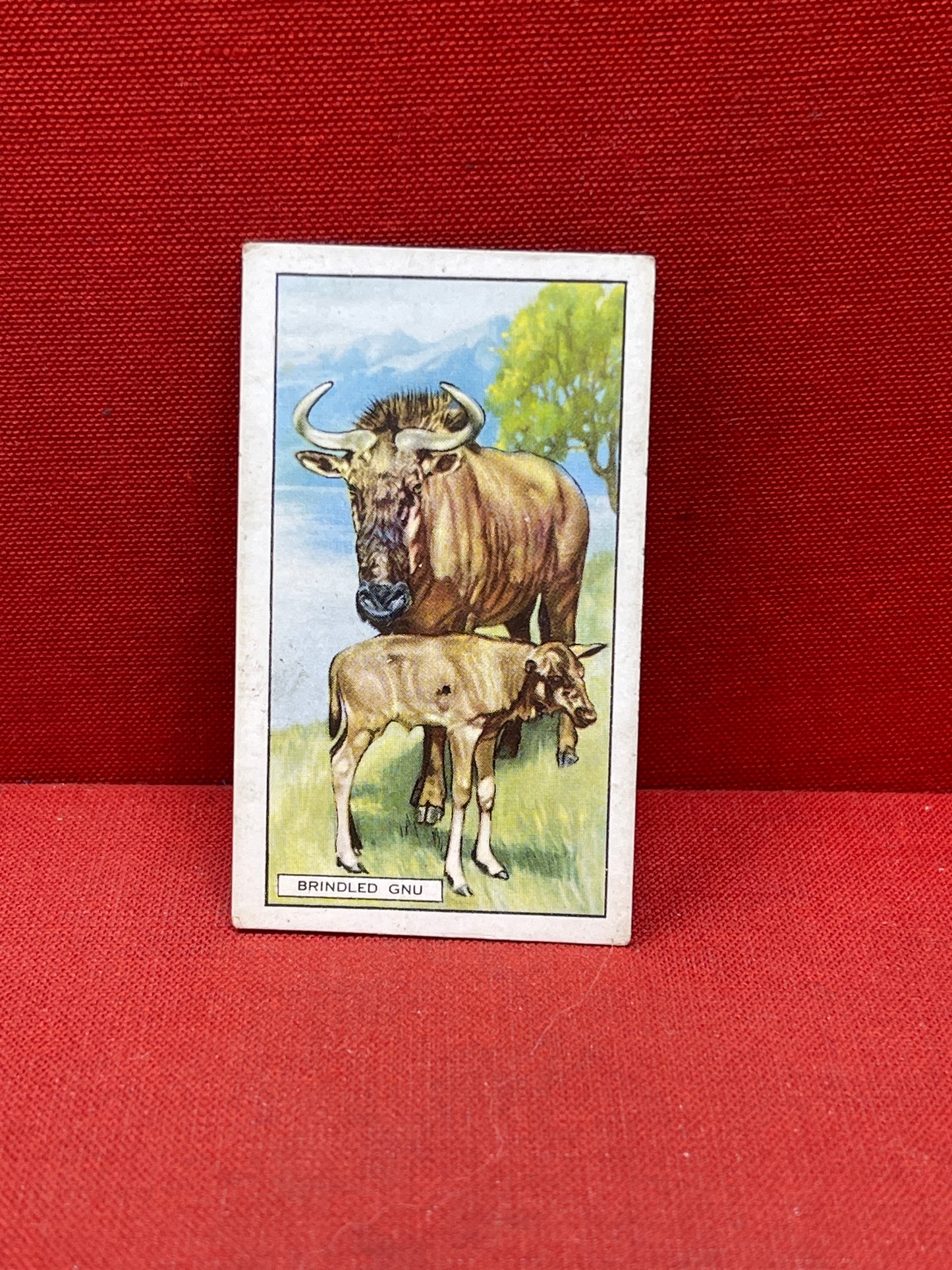 Gallaher `Ltd Cigarette Cards Wild Animals 1937