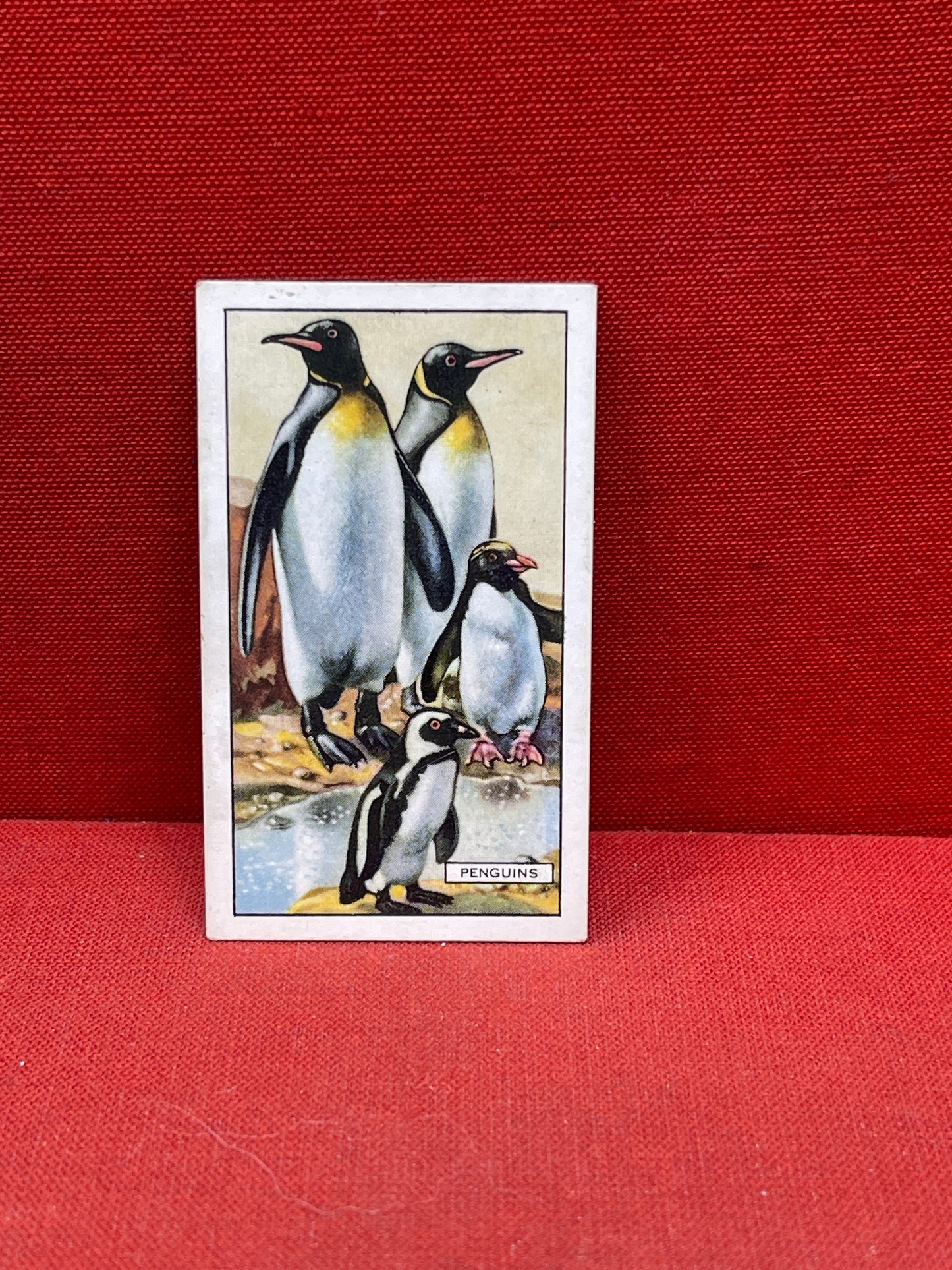 Gallaher `Ltd Cigarette Cards Wild Animals 1937