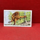 Gallaher `Ltd Cigarette Cards Wild Animals