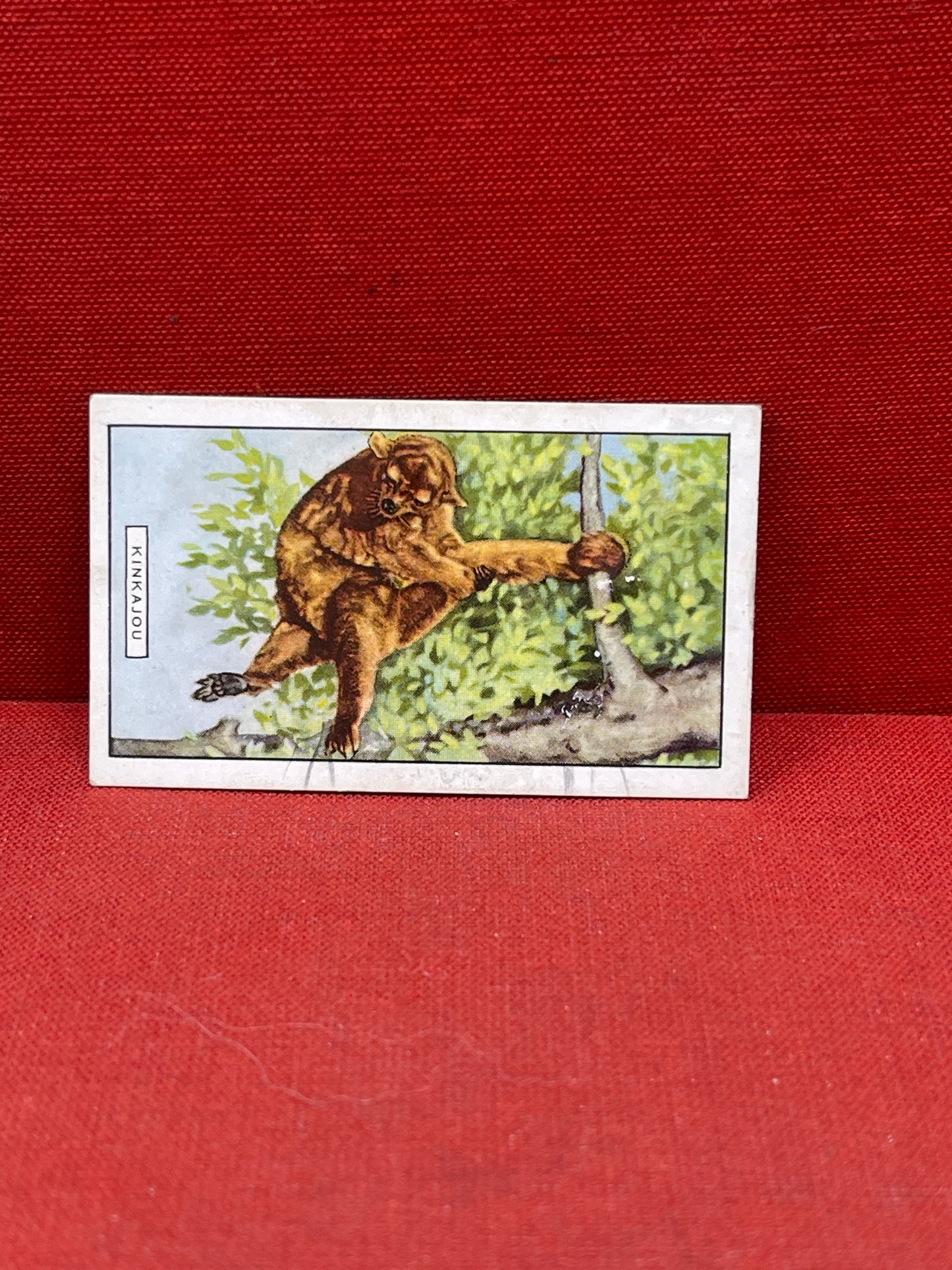 Gallaher `Ltd Cigarette Cards Wild Animals 1937