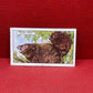 Gallaher `Ltd Cigarette Cards Wild Animals 1937