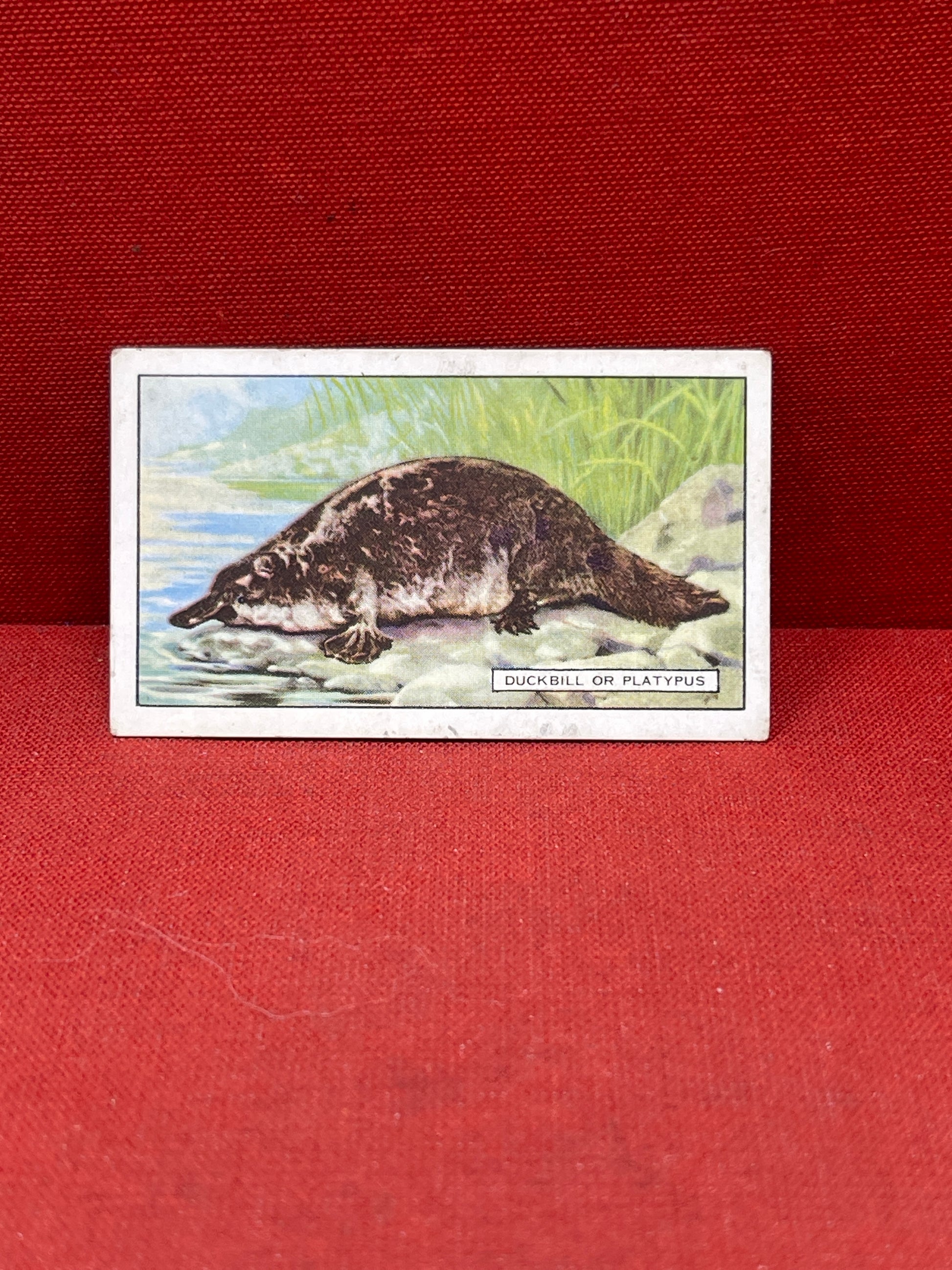 Gallaher `Ltd Cigarette Cards Wild Animals