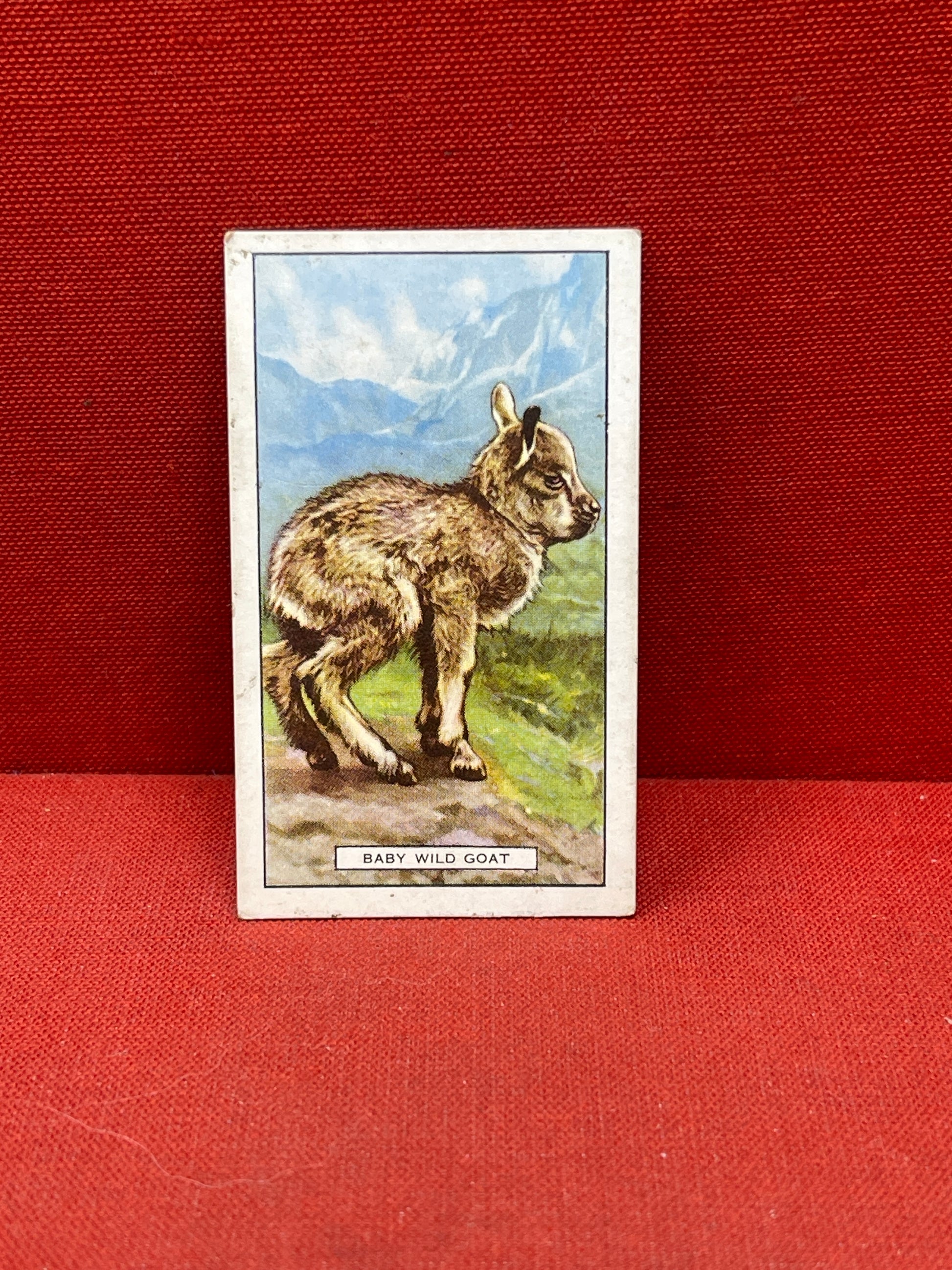 Gallaher `Ltd Cigarette Cards Wild Animals